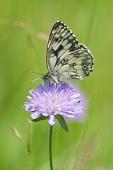 Melanargia galathea aka Marbled white butterfly perched on violet flower. Common czech butterfly and flower.