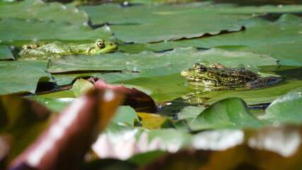 Pelophylax ridibundus aka European marsh frog is resting on the leaf of water lily.