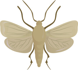 Mole insect isolated on white