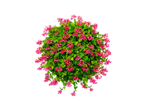 Vibrant Pink Flowers Bush Top View of a Lush, Round Blooming Plant