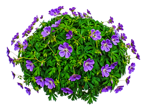 Vibrant Purple Geranium Blooms A Lush, Round Garden Plant