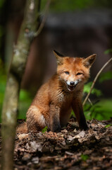 wild animal adorable red fox cub in spring forest sitting and smiling slyly
