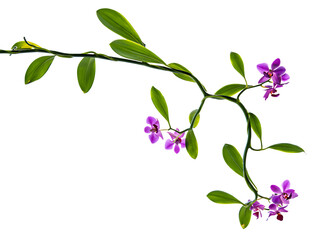 Elegant Purple Orchid Branch Nature's Delicate Beauty