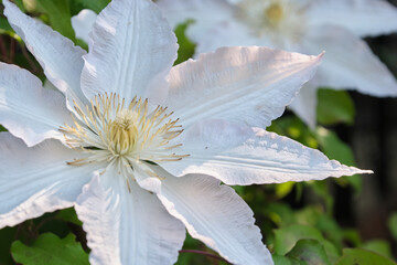 白いテッセンのクローズアップ / Close-up of White Clematis