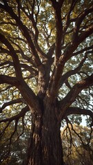 Obraz premium trees in the park