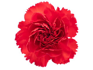 Vibrant Red Carnation A Stunning Floral Close-Up