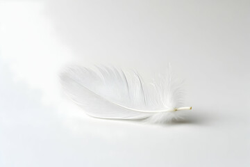 Obraz premium feather on white