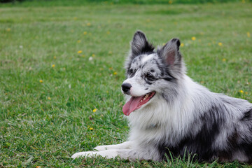 smart trained black and white marbled Bordeaux collie performs commands in the park in the grass....