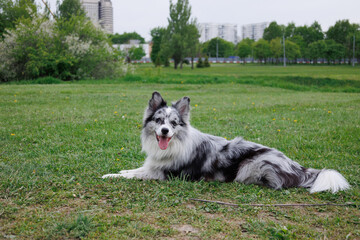 smart trained black and white marbled Bordeaux collie performs commands in the park in the grass....