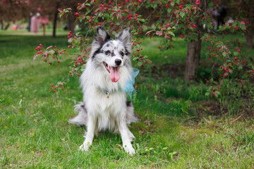 smart trained black and white marbled Bordeaux collie performs commands in the park in the grass....