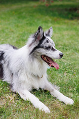 smart trained black and white marbled Bordeaux collie performs commands in the park in the grass....