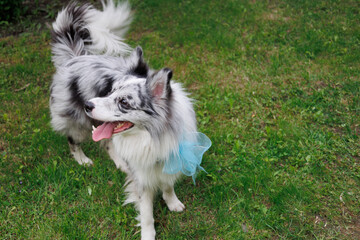 Obraz premium smart trained black and white marbled Bordeaux collie performs commands in the park in the grass. Summer, dog runs, sits, enjoys life outside