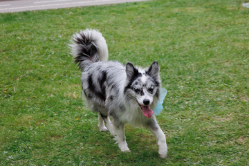 smart trained black and white marbled Bordeaux collie performs commands in the park in the grass....