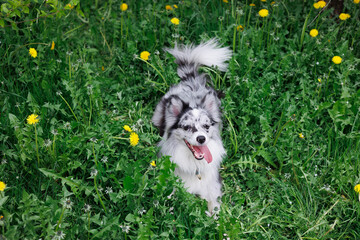 Fototapeta premium smart trained black and white marbled Bordeaux collie performs commands in the park in the grass. Summer, dog runs, sits, enjoys life outside