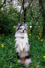 smart trained black and white marbled Bordeaux collie performs commands in the park in the grass....