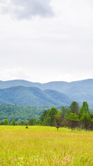 Fototapeta premium summer landscape with blue sky