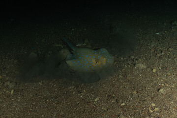 Blue-spotted stingray On the seabed in the Red Sea Eilat, Israel
