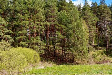 Green pine forest on the slope