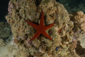 Starfish On the seabed in the Red Sea, Eilat Israel
