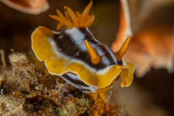 Nudibranch Sea Slug in the Red Sea, Colorful and beautiful, Eilat, Israel
