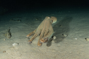 Octopus king of camouflage in the Red Sea, Eilat Israel 
