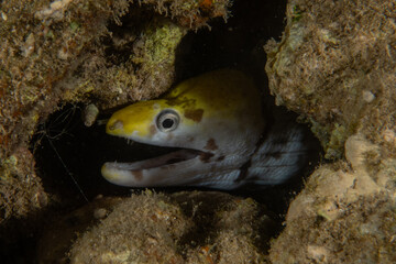 Moray eel Mooray lycodontis undulatus in the Red Sea, Eilat Israel
