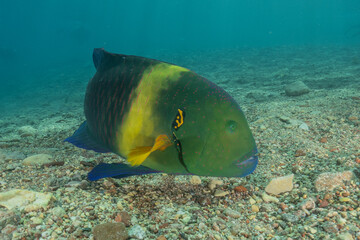 Fish swimming in the Red Sea, colorful fish, Eilat Israel
