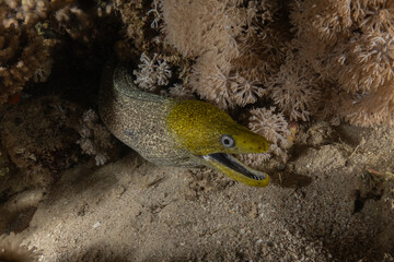 Moray eel Mooray lycodontis undulatus in the Red Sea, Eilat Israel
