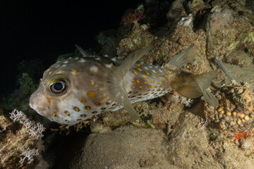 Fish swimming in the Red Sea, colorful fish, Eilat Israel
