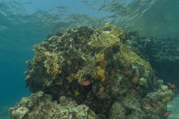 Coral reef and water plants in the Red Sea, Eilat Israel
