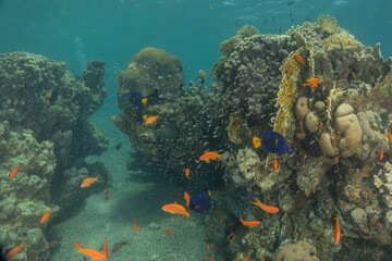 Coral reef and water plants in the Red Sea, Eilat Israel
