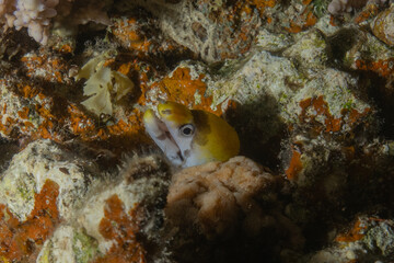 Moray eel Mooray lycodontis undulatus in the Red Sea, Eilat Israel
