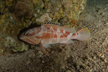 Fish swimming in the Red Sea, colorful fish, Eilat Israel
