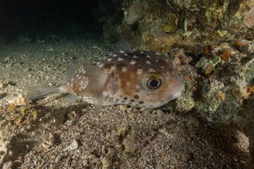 Fish swimming in the Red Sea, colorful fish, Eilat Israel
