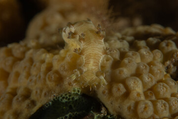 Nudibranch Sea Slug in the Red Sea, Colorful and beautiful, Eilat, Israel
