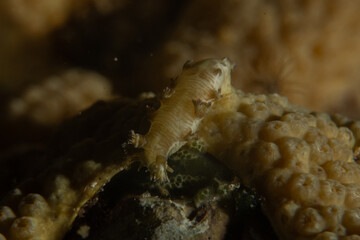 Nudibranch Sea Slug in the Red Sea, Colorful and beautiful, Eilat, Israel
