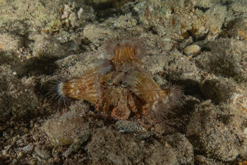 Hermit Crab in the Red Sea Colorful and beautiful, Eilat Israel