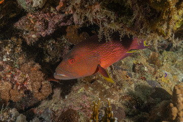 Fish swimming in the Red Sea, colorful fish, Eilat Israel
