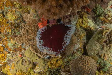 Nudibranch Sea Slug in the Red Sea, Colorful and beautiful, Eilat, Israel
