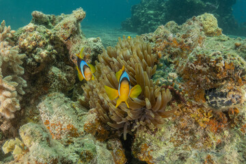 Clown-fish anemonefish in the Red Sea Colorful and beautiful, Eilat Israel
