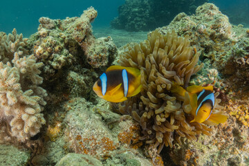 Clown-fish anemonefish in the Red Sea Colorful and beautiful, Eilat Israel

