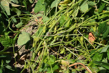 だだちゃ豆の栽培風景 山形県鶴岡市