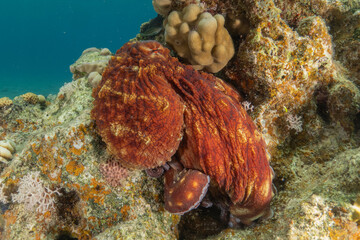 Octopus king of camouflage in the Red Sea, Eilat Israel 
