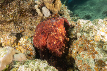 Octopus king of camouflage in the Red Sea, Eilat Israel 
