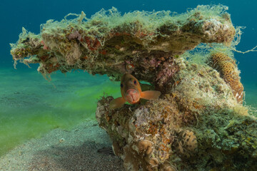 Fish swimming in the Red Sea, colorful fish, Eilat Israel
