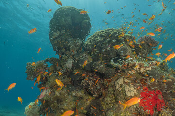 Coral reef and water plants in the Red Sea, Eilat Israel
