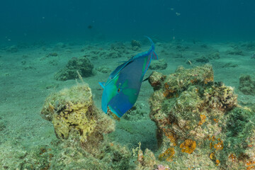 Fish swimming in the Red Sea, colorful fish, Eilat Israel
