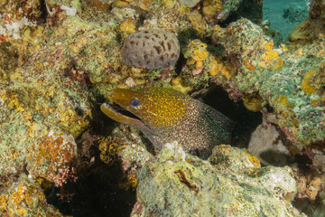 Moray eel Mooray lycodontis undulatus in the Red Sea, Eilat Israel
