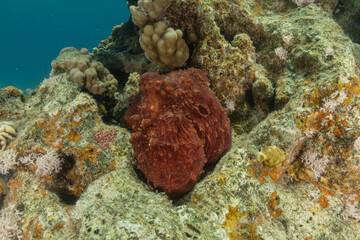 Octopus king of camouflage in the Red Sea, Eilat Israel 
