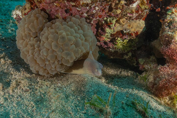 Moray eel Mooray lycodontis undulatus in the Red Sea, Eilat Israel
